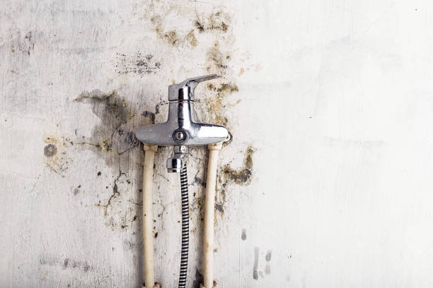 Office Mold Removal Services in Wahiawa, HI