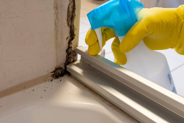 Best Office Mold Removal Services  in Waawa, HI