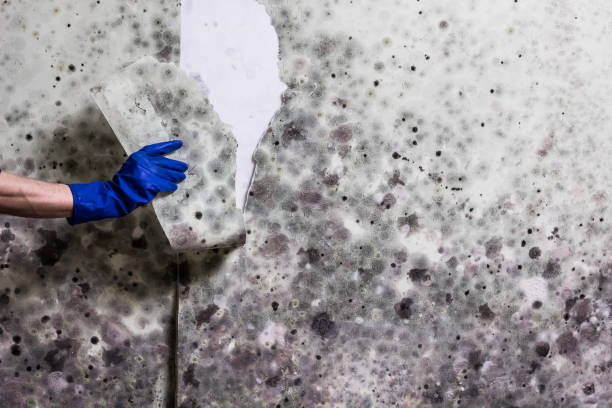 Best Mold Remediation Services  in Waawa, HI